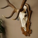 Cuernos de ciervo rojo 6 puntas Altura 59 cm Cuernos de ciervo Cuernos tallados con placa de trofeo 70.1031