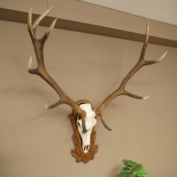 Cuernos de ciervo rojo 6 puntas Altura 59 cm Cuernos de ciervo Cuernos tallados con placa de trofeo 70.1031
