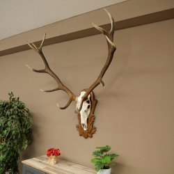 Cuernos de ciervo rojo 6 puntas Altura 59 cm Cuernos de ciervo Cuernos tallados con placa de trofeo 70.1031