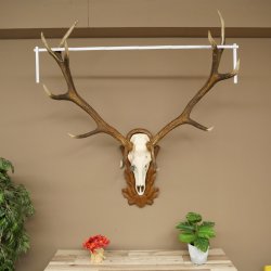 Cuernos de ciervo rojo 6 puntas Altura 59 cm Cuernos de ciervo Cuernos tallados con placa de trofeo 70.1031