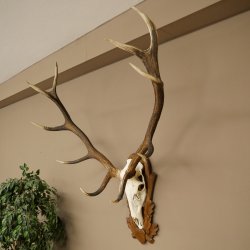 Cuernos de ciervo rojo 6 puntas Altura 59 cm Cuernos de ciervo Cuernos tallados con placa de trofeo 70.1031