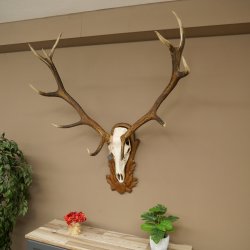Cuernos de ciervo rojo 6 puntas Altura 59 cm Cuernos de ciervo Cuernos tallados con placa de trofeo 70.1031