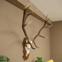 Cuernos de ciervo rojo 6 puntas Altura 59 cm Cuernos de ciervo Cuernos tallados con placa de trofeo 70.1031