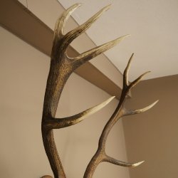 Cuernos de ciervo rojo 6 puntas Altura 59 cm Cuernos de ciervo Cuernos tallados con placa de trofeo 70.1031