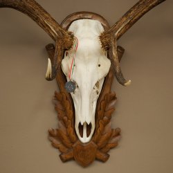 Cuernos de ciervo rojo 6 puntas Altura 59 cm Cuernos de ciervo Cuernos tallados con placa de trofeo 70.1031