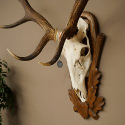 Cuernos de ciervo rojo 6 puntas Altura 59 cm Cuernos de ciervo Cuernos tallados con placa de trofeo 70.1031