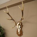 Corna di cervo rosso 6 punte Altezza 59 cm Corna di cervo...