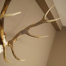 Bois de cerf rouge 6 cors Hauteur 59 cm Bois de cerf Plaque trophée sculptée 70.1031