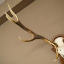 Bois de cerf rouge 6 cors Hauteur 59 cm Bois de cerf Plaque trophée sculptée 70.1031