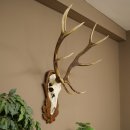 Bois de cerf rouge 6 cors Hauteur 59 cm Bois de cerf Plaque trophée sculptée 70.1031