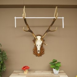 Bois de cerf rouge 6 cors Hauteur 59 cm Bois de cerf Plaque trophée sculptée 70.1031