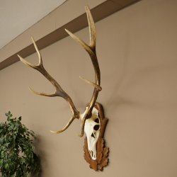 Bois de cerf rouge 6 cors Hauteur 59 cm Bois de cerf Plaque trophée sculptée 70.1031