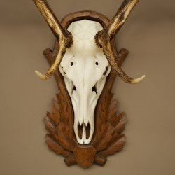 Bois de cerf rouge 6 cors Hauteur 59 cm Bois de cerf Plaque trophée sculptée 70.1031