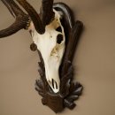 Corna di cervo rosso 6 punte Altezza 59 cm Corna di cervo Trofeo intagliato 70.1031