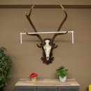 Corna di cervo rosso 6 punte Altezza 59 cm Corna di cervo...