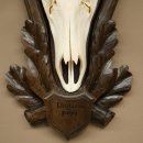 Corna di cervo rosso 6 punte Altezza 59 cm Corna di cervo Trofeo intagliato 70.1031