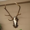 Corna di cervo rosso 6 punte Altezza 59 cm Corna di cervo Trofeo intagliato 70.1031