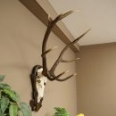 Corna di cervo rosso 6 punte Altezza 59 cm Corna di cervo Trofeo intagliato 70.1031