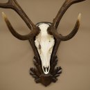 Corna di cervo rosso 6 punte Altezza 59 cm Corna di cervo Trofeo intagliato 70.1031