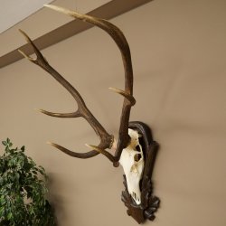 Corna di cervo rosso 6 punte Altezza 59 cm Corna di cervo Trofeo intagliato 70.1031