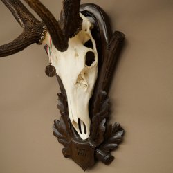 Corna di cervo rosso 6 punte Altezza 59 cm Corna di cervo Trofeo intagliato 70.1031