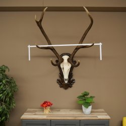 Corna di cervo rosso 6 punte Altezza 59 cm Corna di cervo Trofeo intagliato 70.1031