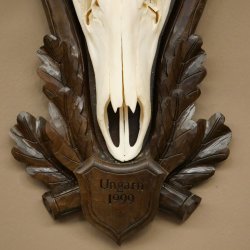 Corna di cervo rosso 6 punte Altezza 59 cm Corna di cervo Trofeo intagliato 70.1031