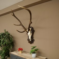 Corna di cervo rosso 6 punte Altezza 59 cm Corna di cervo Trofeo intagliato 70.1031