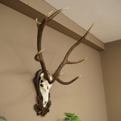 Corna di cervo rosso 6 punte Altezza 59 cm Corna di cervo Trofeo intagliato 70.1031