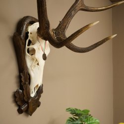 Corna di cervo rosso 6 punte Altezza 59 cm Corna di cervo Trofeo intagliato 70.1031