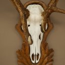 Corna di cervo rosso 6 punte Altezza 59 cm Corna di cervo Trofeo intagliato 70.1031