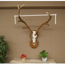 Cuernos de ciervo rojo 6 puntas Altura 59 cm Cuernos de...