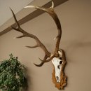 Corna di cervo rosso 6 punte Altezza 59 cm Corna di cervo Trofeo intagliato 70.1031