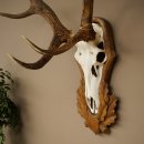 Corna di cervo rosso 6 punte Altezza 59 cm Corna di cervo Trofeo intagliato 70.1031