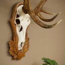 Corna di cervo rosso 6 punte Altezza 59 cm Corna di cervo Trofeo intagliato 70.1031