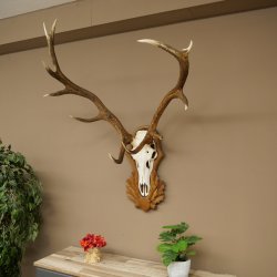 Corna di cervo rosso 6 punte Altezza 59 cm Corna di cervo Trofeo intagliato 70.1031