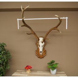 Corna di cervo rosso 6 punte Altezza 59 cm Corna di cervo Trofeo intagliato 70.1031