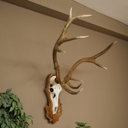 Corna di cervo rosso 6 punte Altezza 59 cm Corna di cervo Trofeo intagliato 70.1031