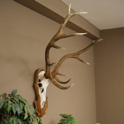 Corna di cervo rosso 6 punte Altezza 59 cm Corna di cervo Trofeo intagliato 70.1031