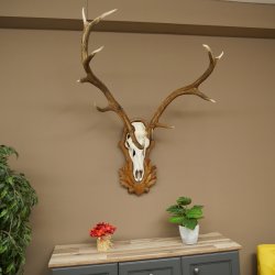 Corna di cervo rosso 6 punte Altezza 59 cm Corna di cervo Trofeo intagliato 70.1031