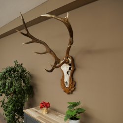 Corna di cervo rosso 6 punte Altezza 59 cm Corna di cervo Trofeo intagliato 70.1031