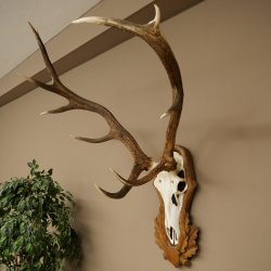 Corna di cervo rosso 6 punte Altezza 59 cm Corna di cervo Trofeo intagliato 70.1031