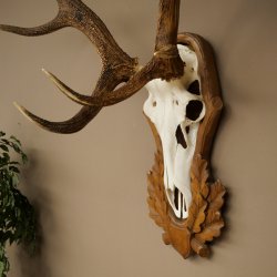 Corna di cervo rosso 6 punte Altezza 59 cm Corna di cervo Trofeo intagliato 70.1031