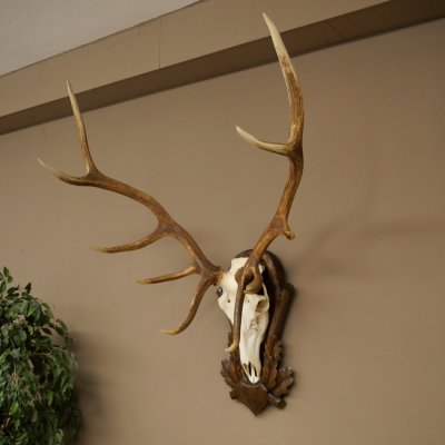 Cuernos de ciervo rojo 6 puntas Altura 59 cm Cuernos de ciervo Cuernos tallados con placa de trofeo 70.1031