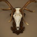 Cuernos de ciervo rojo 6 puntas Altura 59 cm Cuernos de ciervo Cuernos tallados con placa de trofeo 70.1031