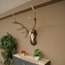 Cuernos de ciervo rojo 6 puntas Altura 59 cm Cuernos de ciervo Cuernos tallados con placa de trofeo 70.1031