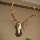 Cuernos de ciervo rojo 6 puntas Altura 59 cm Cuernos de ciervo Cuernos tallados con placa de trofeo 70.1031