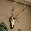 Cuernos de ciervo rojo 6 puntas Altura 59 cm Cuernos de ciervo Cuernos tallados con placa de trofeo 70.1031