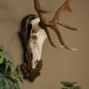 Cuernos de ciervo rojo 6 puntas Altura 59 cm Cuernos de ciervo Cuernos tallados con placa de trofeo 70.1031