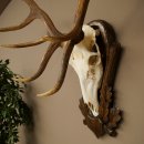 Cuernos de ciervo rojo 6 puntas Altura 59 cm Cuernos de ciervo Cuernos tallados con placa de trofeo 70.1031